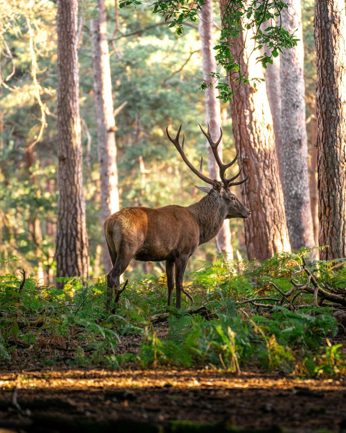 Hjort i skogen